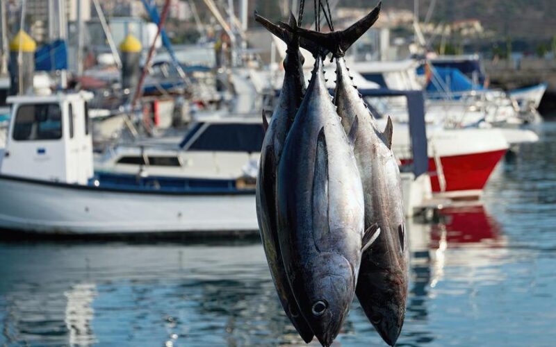 Riforma del settore della pesca: l’Italia vota contro il regolamento UE